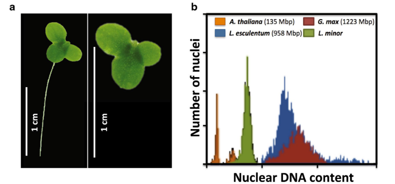 Lemna minor