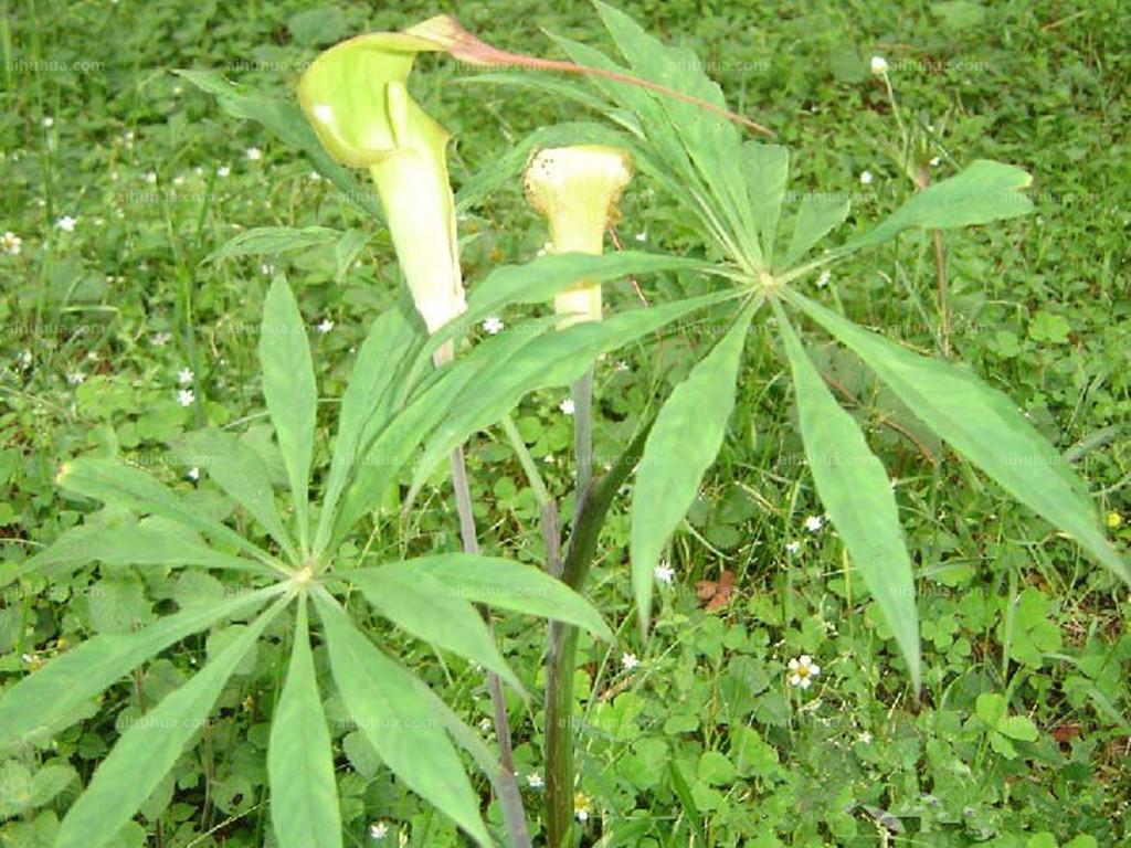 天南星